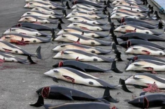 日本为何坚持捕杀<em>鲸鱼</em>？并不是为吃肉，背后意图值得世界各国...