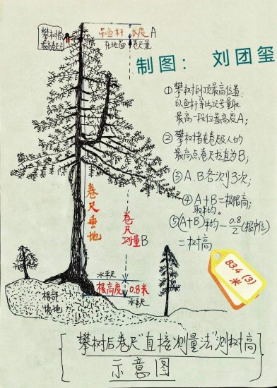 中国第一高树测量方法大揭秘！记者对话测量者