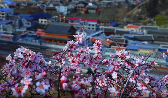 4月坐着动车到松潘看山桃花 ，邂逅诗意春天