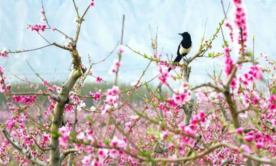Guide to spring flower viewing in Shanxi