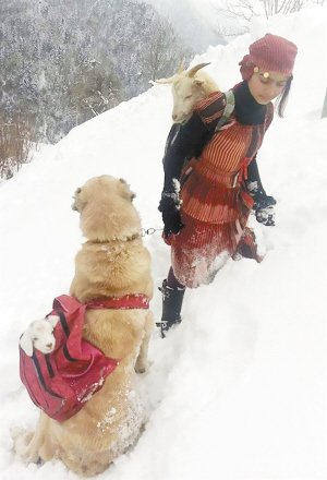 土耳其11岁<em>女孩</em>和狗狗风雪中救一对山羊母子