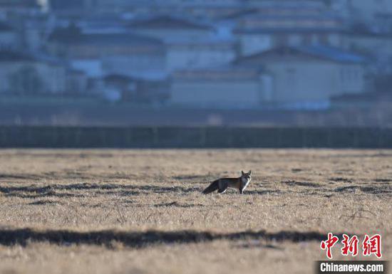 云南<em>迪庆</em>纳帕海首次记录到国家二级保护动物赤狐