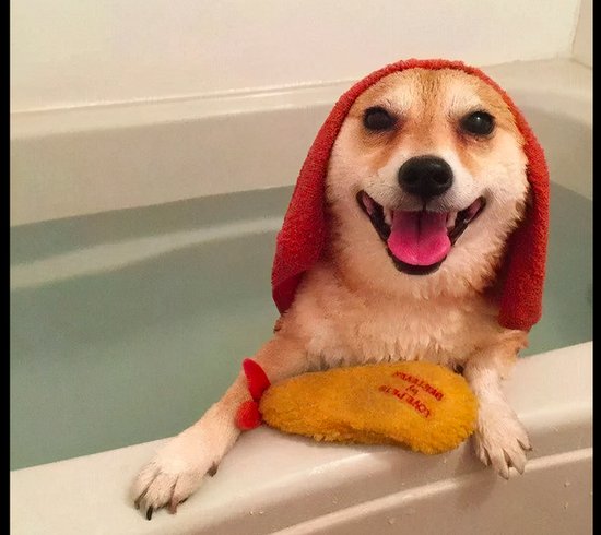 狗狗一开始不愿意洗澡，泡在浴缸里却马上喜笑颜开了，变脸真快...