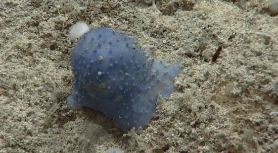 加勒比海深处发现蓝色“海怪”： 表面有突起 形状<em>不规则</em>