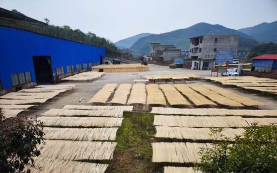 湖南耒阳：楠竹产业发展迎来重大机遇