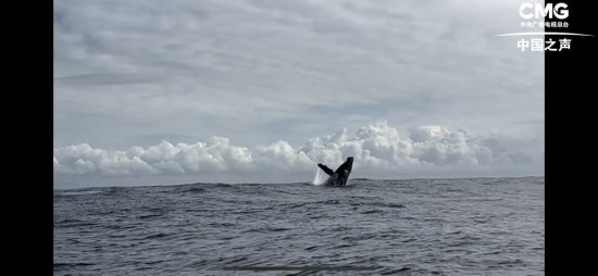 总台记者看世界｜巴西的“观鲸季”，出海观“座头鲸”收获大不...