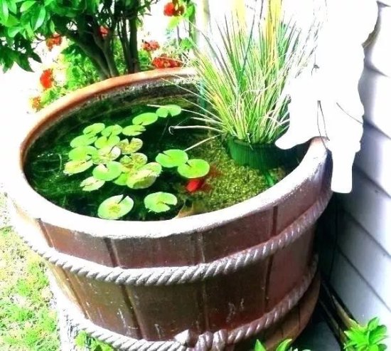 8种不太常见的水生<em>植物</em>，可以种水边，也能用水缸养着