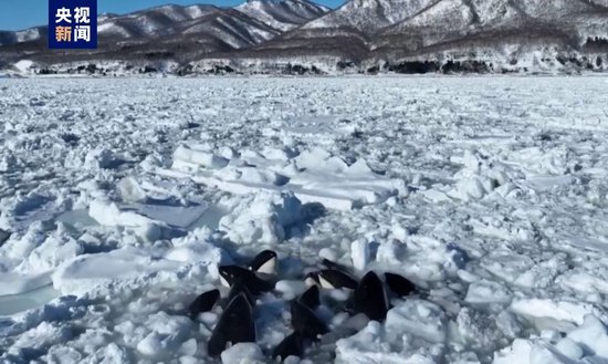 日本<em>北海道</em>10余头虎鲸被困浮冰