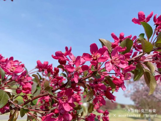 分享丨海棠花开正盛，<em>都有哪些品种</em>你知否？