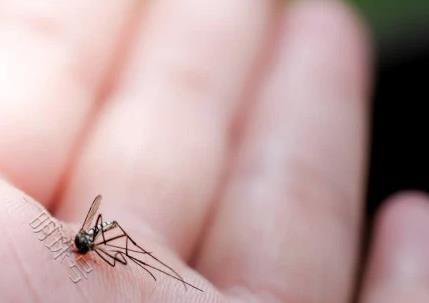 夏季住一楼，蚊子较多该怎么办？