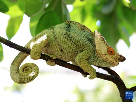 马达加斯加的生物多样性——<em>变色龙</em>