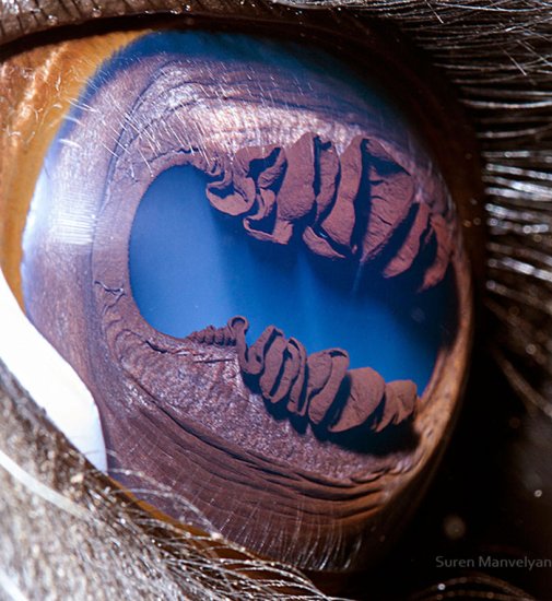 猜一猜：这是<em>什么动物</em>的眼睛？