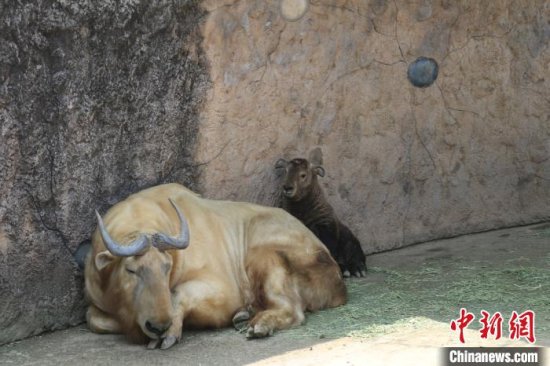 杭州野生动物世界：牛年首只国宝金毛羚牛满月获闺名