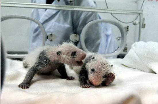 日本和歌山县白滨町动物园熊猫<em>宝宝取名</em>“彩滨”