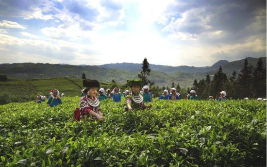 <em>公安部</em>推动普安茶产业成为富民强县的绿色生态产业