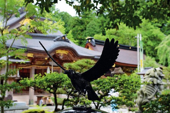 恶鸟与神鸟：日本乌鸦的两面