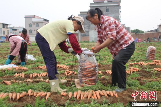 广西贺州实施“水稻—<em>蔬菜</em>”轮作 农民在“家门口”创益增收