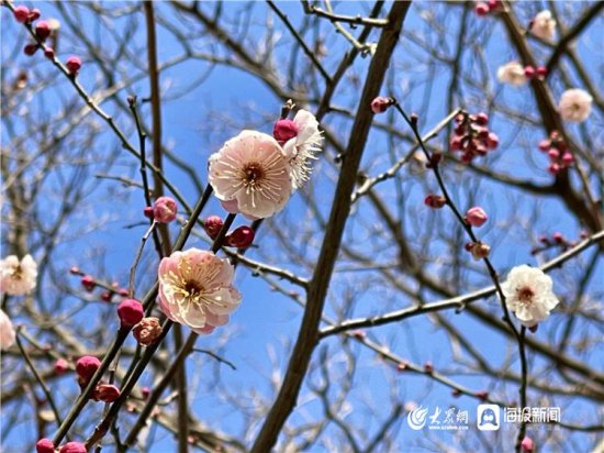 奔赴青岛“梅”好时光 春季第一波赏花公交走起