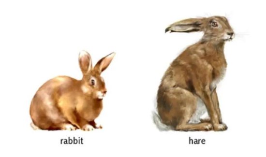 “兔年”到底是rabbit，hare还是bunny？
