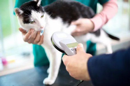 英国：宠物猫必须植入微芯片 否则主人将面临500英镑罚款