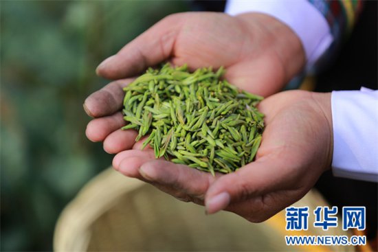 “贵州<em>绿茶</em>”元旦首采 品味黔茶的“早”与“净”
